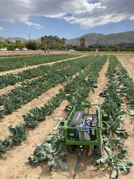 field of brassica crops with a cart